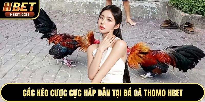 Các kèo cược cực hấp dẫn tại đá gà Thomo Hbet